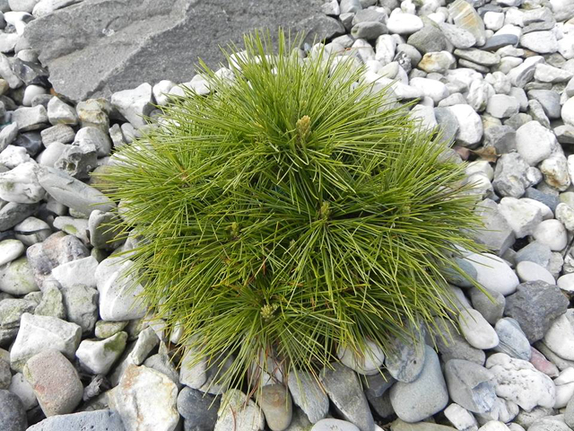 Pinus schwerinii (x) 'Filip’s Shiny Star' (# 2) Pinus schwerinii (x) 'Filip’s Shiny Star' (# 2)